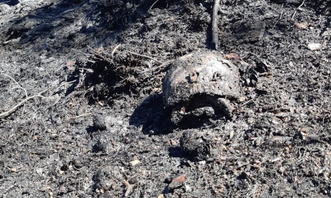 Mersin’de Orman Yangını, Büyümeden Kontrol Altına Alındı