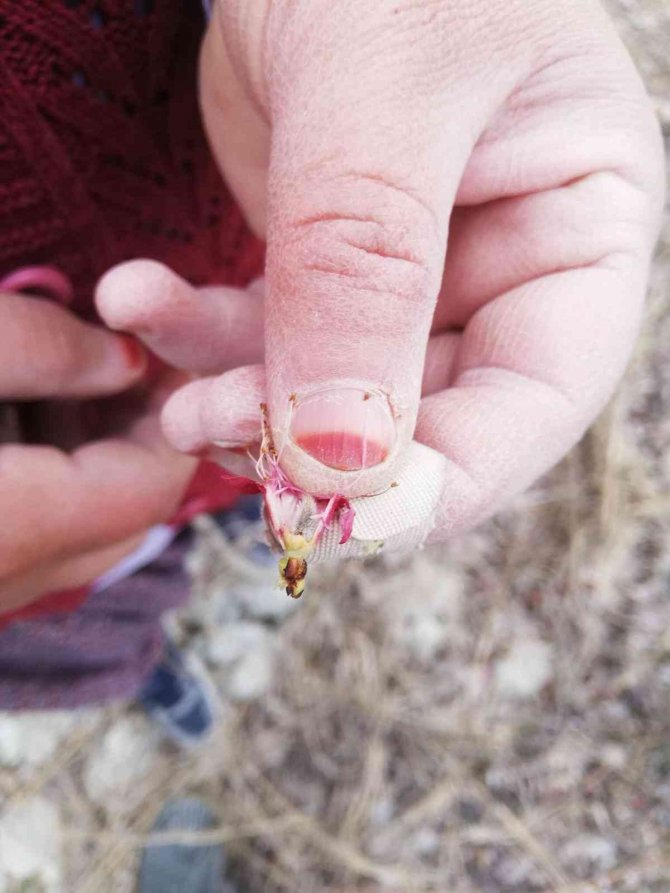 Mersin’de Kayısı Bahçelerini Don Vurdu