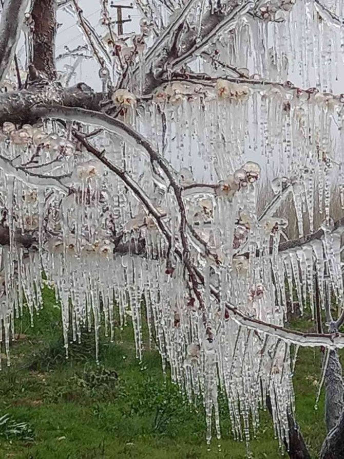 Mersin’de Kayısı Bahçelerini Don Vurdu