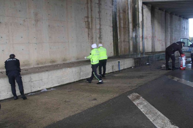 Sokak Hayvanlarını Elleriyle Beslediler