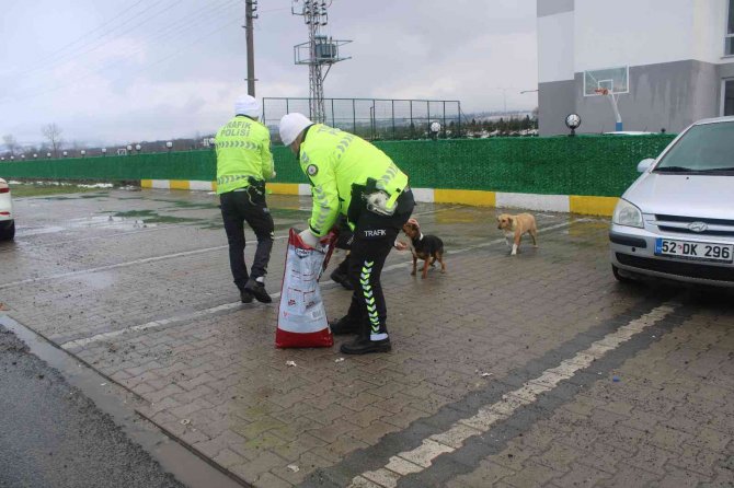 Sokak Hayvanlarını Elleriyle Beslediler