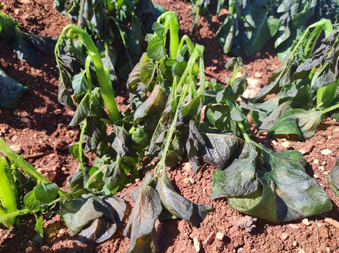 Turfanda Patatesi Don Vurdu