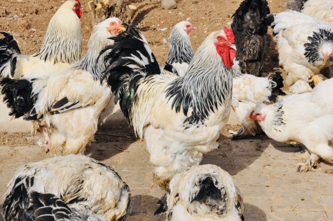 Ders Yapmak İçin Ürettiler, Okul Bahçesini Çiftliğe Dönüştürdüler