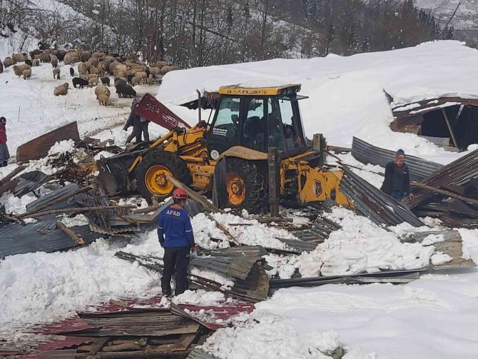 Yoğun Kara Dayanamayan Ahırın Çatısı Çöktü, 5 Koyun Telef Oldu