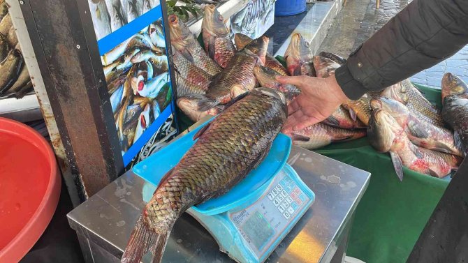 Tatlı Sularda Avlanma Yasağı Başladı