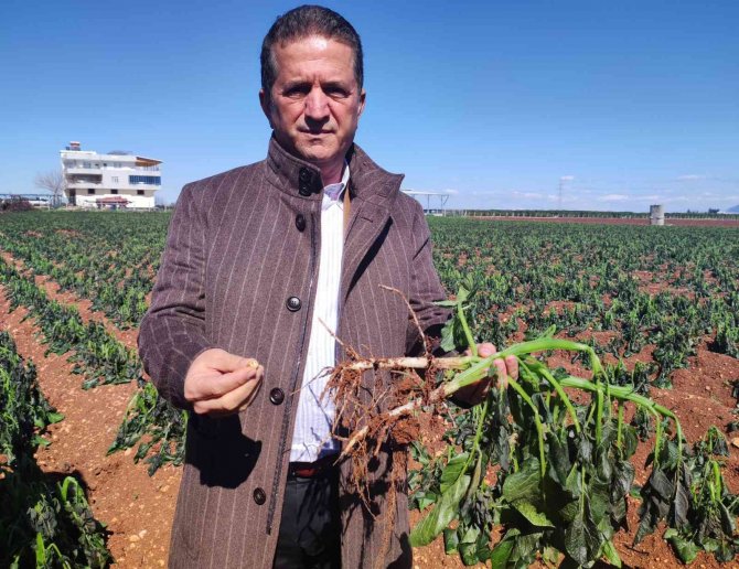 Turfanda Patatesi Don Vurdu