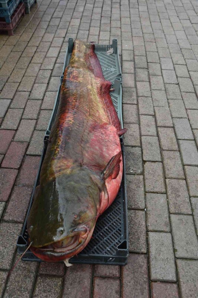 Dev Yayın Balığı Görenleri Hayrete Düşürdü