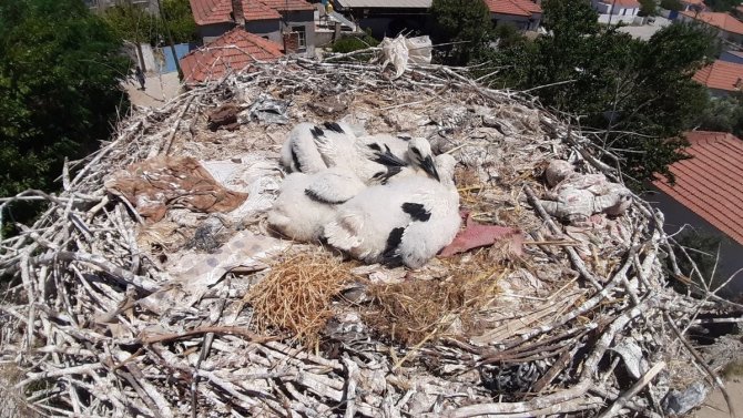 Aydın’daki Yuvada Görülen Leyleğin 11 Yaşında Olduğu Tespit Edildi