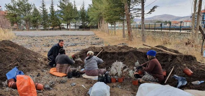 Dinar’da Lavanta Fidan Dikimi Başladı