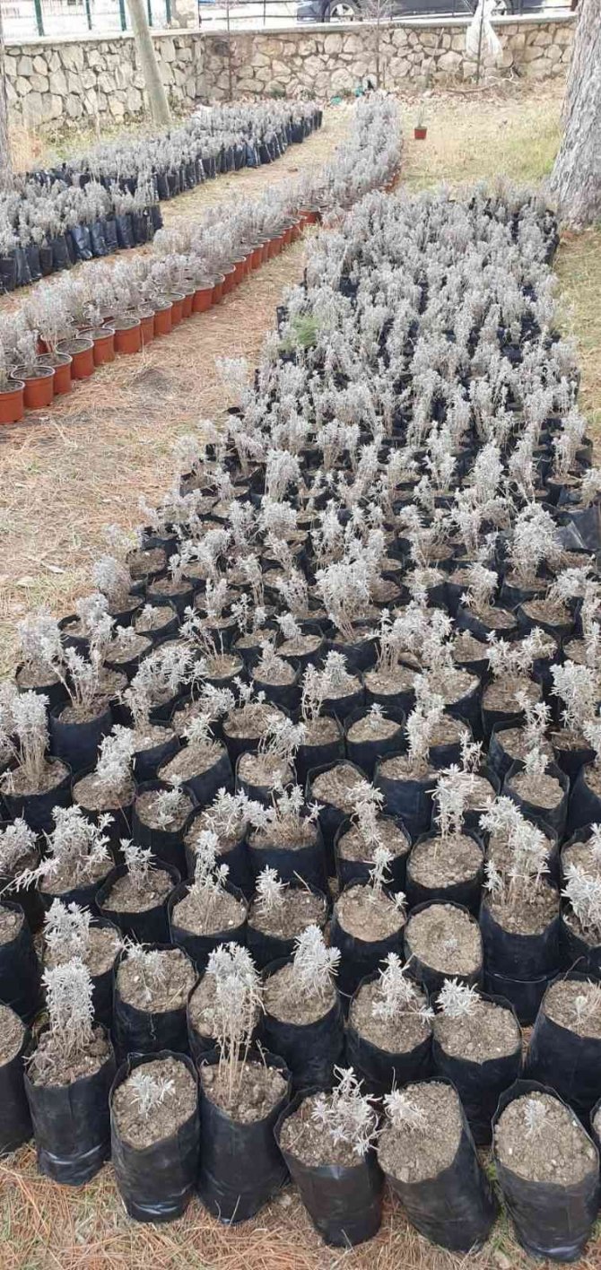 Dinar’da Lavanta Fidan Dikimi Başladı