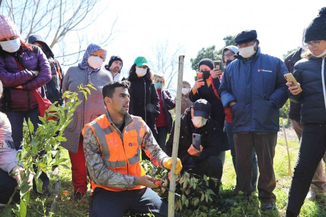 Üreticiye Uygulamalı Ağaç Budama Ve Aşılama Eğitimi