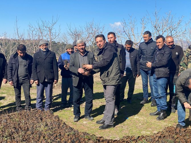 Antep Fıstıkları Ormanla Buluştu