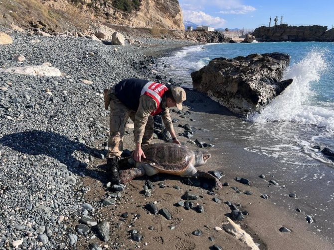 Hatay’da Yaralı Caretta Caretta Bulundu