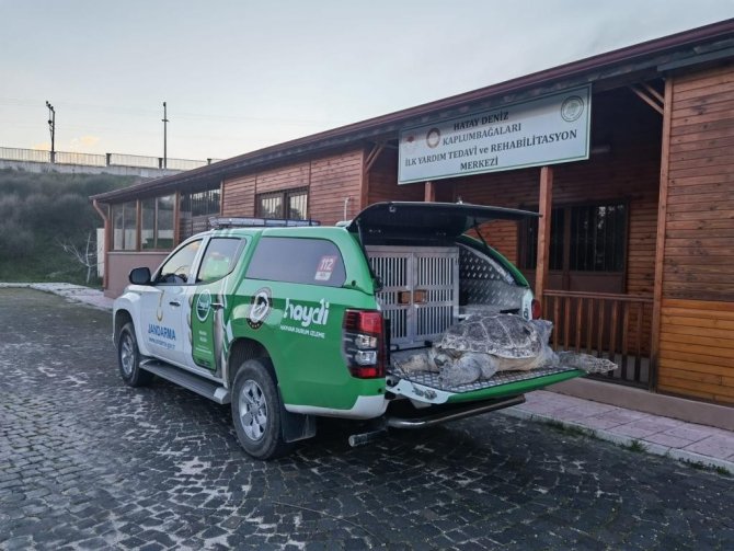 Hatay’da Yaralı Caretta Caretta Bulundu