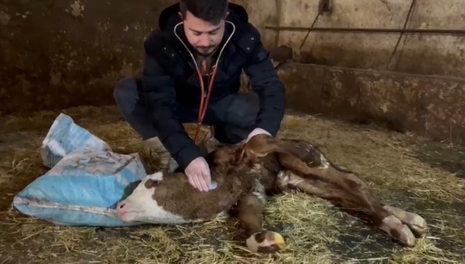 Bu Buzağının Kalbi Boynunda Atıyor