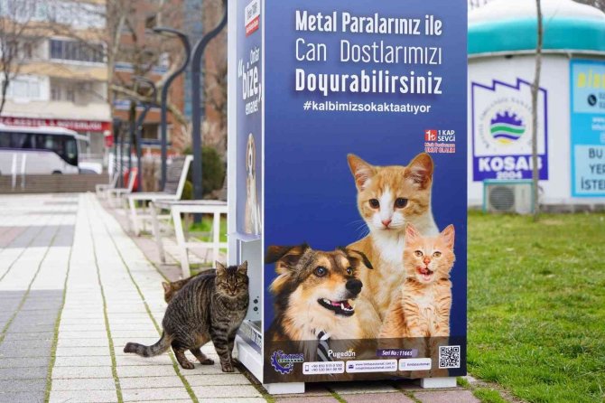 Kestel’de Sokak Hayvanları İçin ‘Mamamatik’ Uygulaması