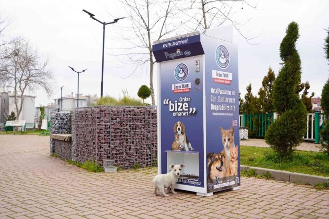 Kestel’de Sokak Hayvanları İçin ‘Mamamatik’ Uygulaması