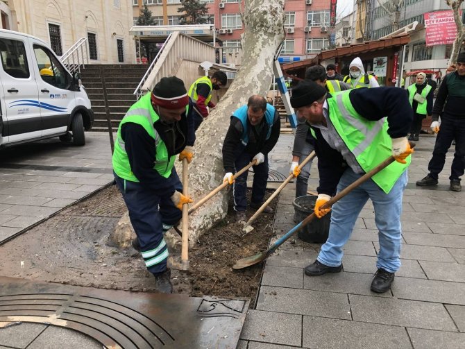 Pendik’te Yarım Asırlık Çınar Ağaçlarına Baştan Aşağı Bakım