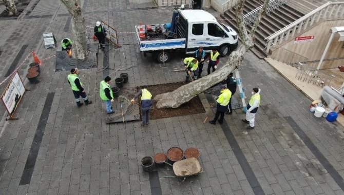 Pendik’te Yarım Asırlık Çınar Ağaçlarına Baştan Aşağı Bakım