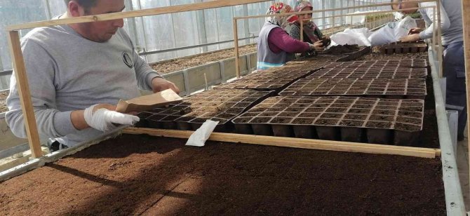 Sincan Belediyesi Seralarıyla Bahar Güzelliği Yaşatıyor