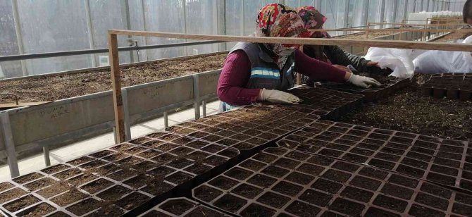 Sincan Belediyesi Seralarıyla Bahar Güzelliği Yaşatıyor