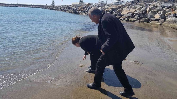 Alanya’da Sahile Vuran Deniz Analarını Kurtarma Mücadelesi