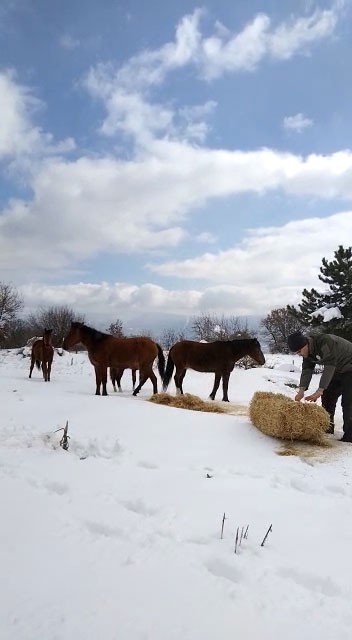 Bolu’da Aç Kalan Yılkı Atları Beslendi