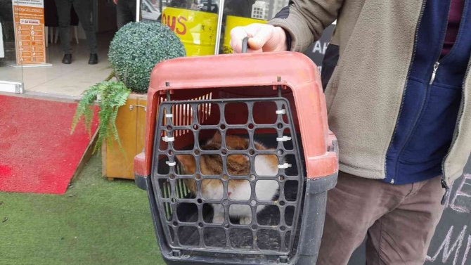 Köpeklerden Kaçarken Çıktığı Ağaçta Mahsur Kalan Kedi Kurtarıldı