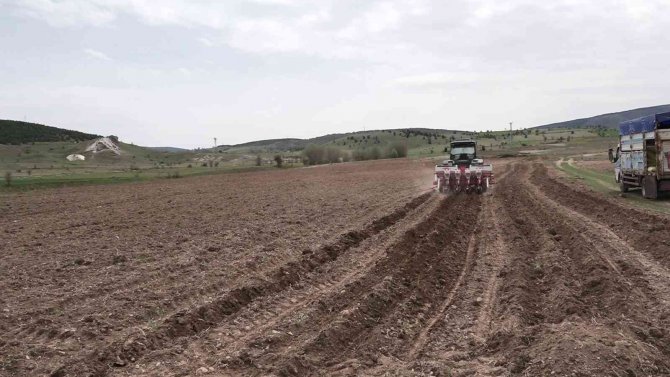 Karabük’te 2 Bin Dekar Alanda Ayçiçek Ekimi Yapılacak