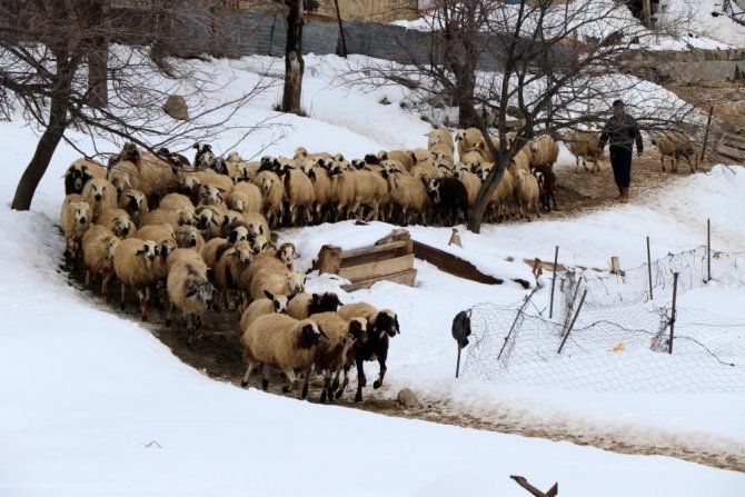 Erzincan’da Küçükbaş Hayvan Varlığı Yarım Milyonu Aştı