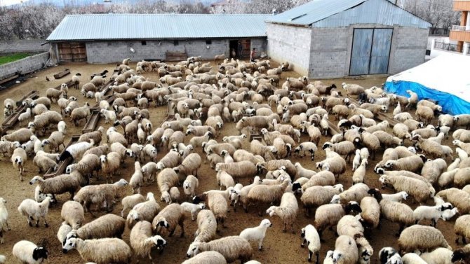 Erzincan’da Küçükbaş Hayvan Varlığı Yarım Milyonu Aştı