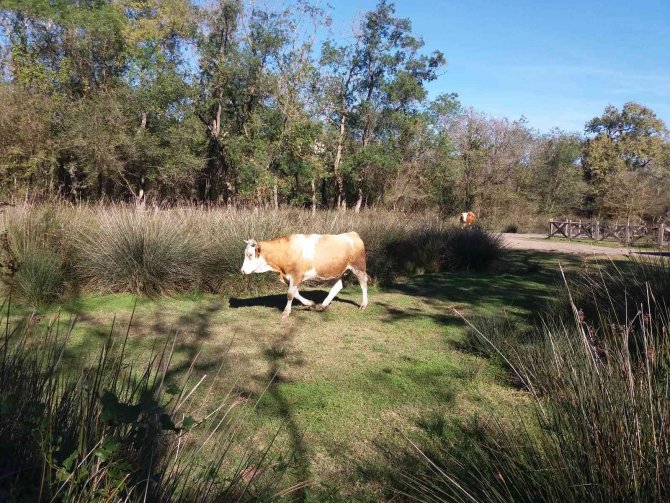 Samsun’un Kaba Yem İhtiyacı 1,2 Milyon Ton