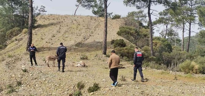 Marmaris’te Başıboş Eşekler Tüfekle Vurulmuş Halde Bulundu