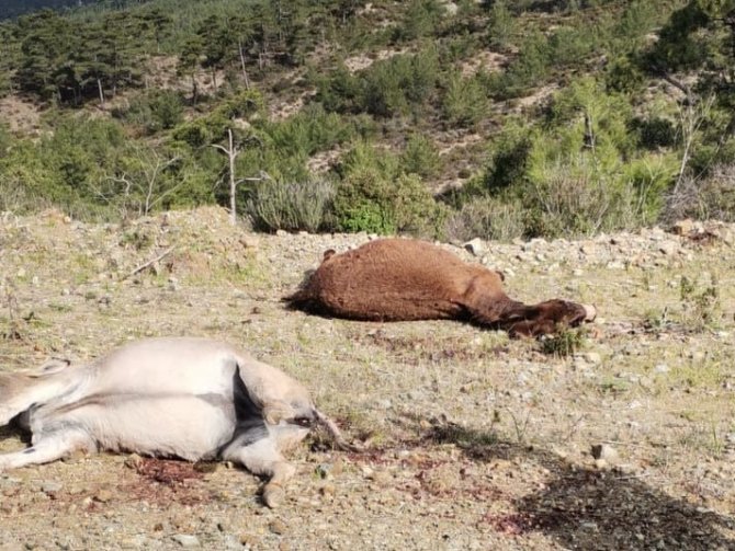 Marmaris’te Başıboş Eşekler Tüfekle Vurulmuş Halde Bulundu
