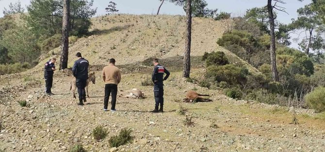 Marmaris’te Başıboş Eşekler Tüfekle Vurulmuş Halde Bulundu