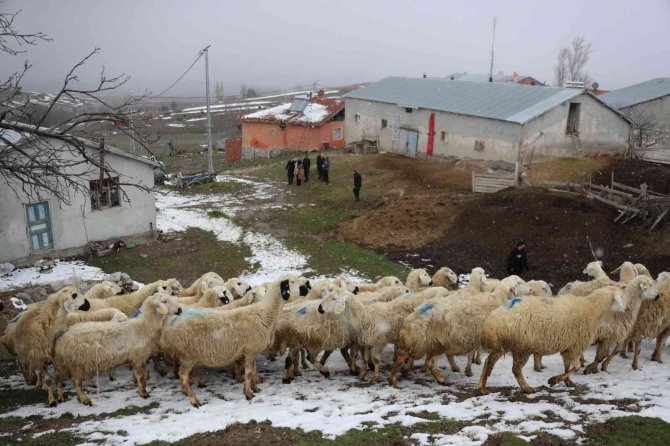 Tokat’ta 2 Yılda 912 Çiftçi Sürü Sahibi Oldu