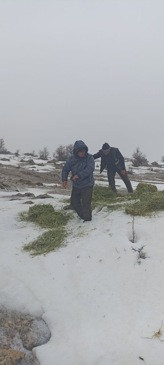 Tunceli’de Yaban Hayvanları İçin Doğaya Yem Bırakıldı