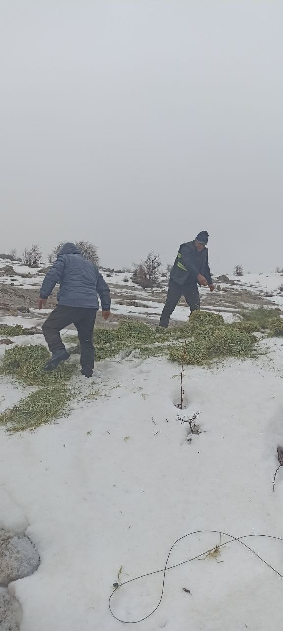 Tunceli’de Yaban Hayvanları İçin Doğaya Yem Bırakıldı
