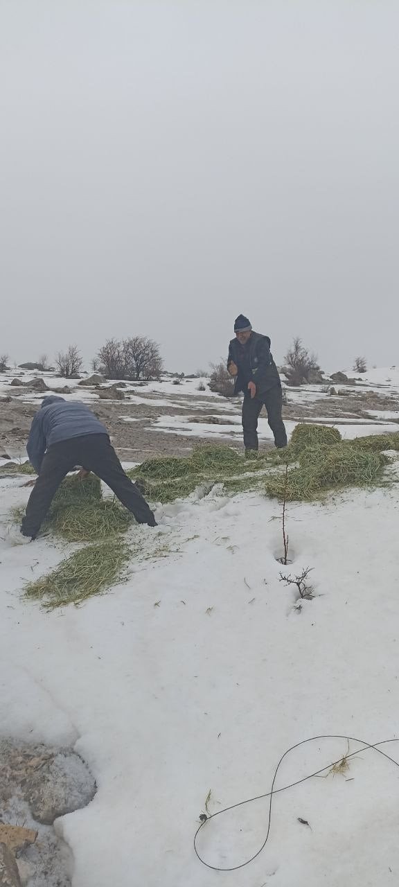 Tunceli’de Yaban Hayvanları İçin Doğaya Yem Bırakıldı