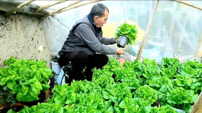 Bu Da ’Bitmeyen Marul’ Projesi