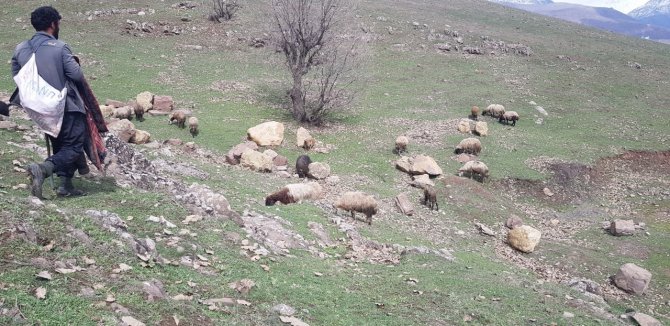 Derecik’te Koyunlar Meralara Çıkmaya Başladı