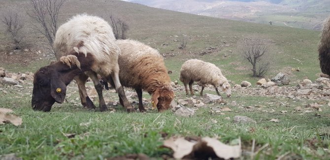 Derecik’te Koyunlar Meralara Çıkmaya Başladı