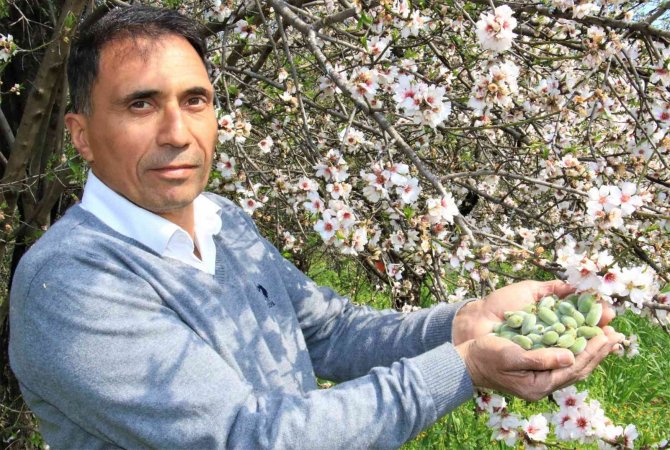 Erkenci Bademler Çıktı, Diğer Ağaçlar Çiçek Açtı