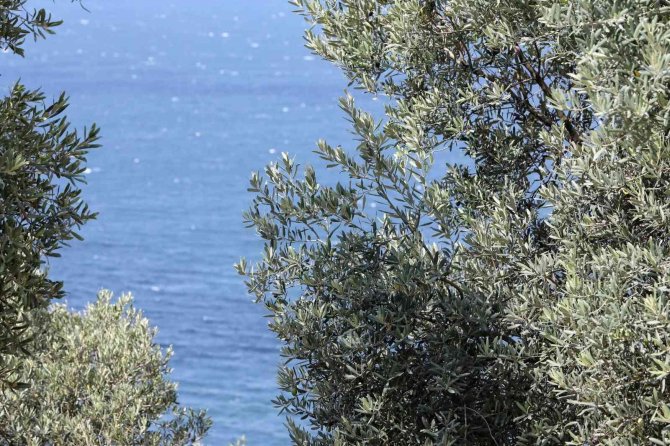 Mudanya’nın Geleneksel Zeytin Yetiştiriciliği Unesco’ya Aday