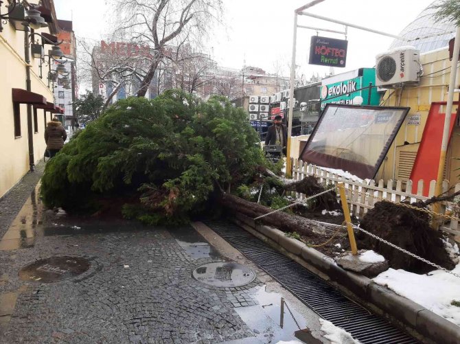 Samsun’da Kar Nedeniyle Ağaç Yıkıldı