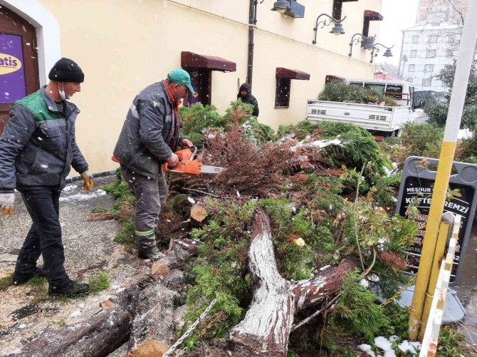 Samsun’da Kar Nedeniyle Ağaç Yıkıldı