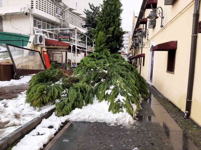 Samsun’da Kar Nedeniyle Ağaç Yıkıldı