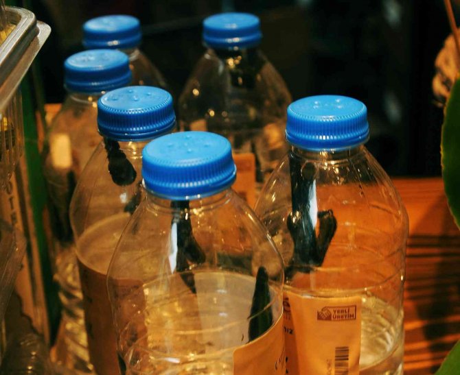 Almanya’ya İhracat, Tıbbı Sülük Fiyatlarını Arttırdı