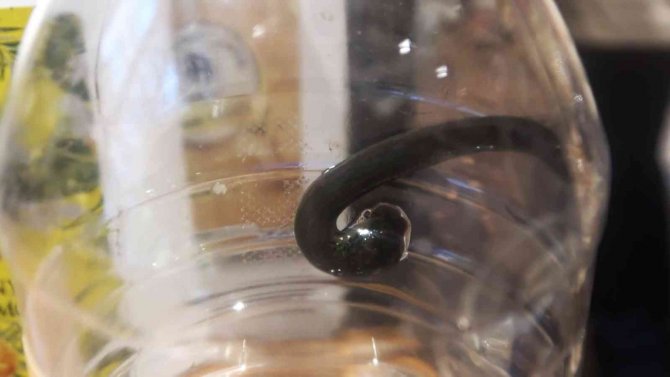 Almanya’ya İhracat, Tıbbı Sülük Fiyatlarını Arttırdı