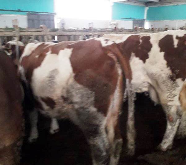 Altıntaş’ta ’Hastalıktan Ari’ İşletmelerde Tüberküloz Testi